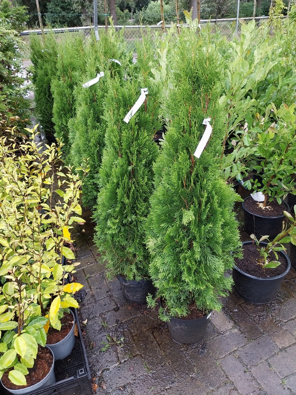 Thuja Smaragd - Groene Conifeer voor Haag of Solitair, Volle zon, Vaste plant, Bloeit niet, Ophalen