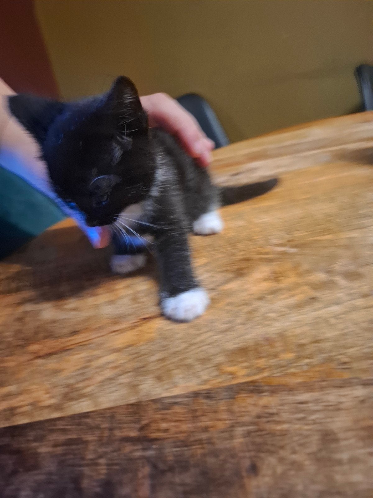 Zwart wit (katertje) zoekt nieuw huis!, Kater, Kortharig, 0 tot 2 jaar
