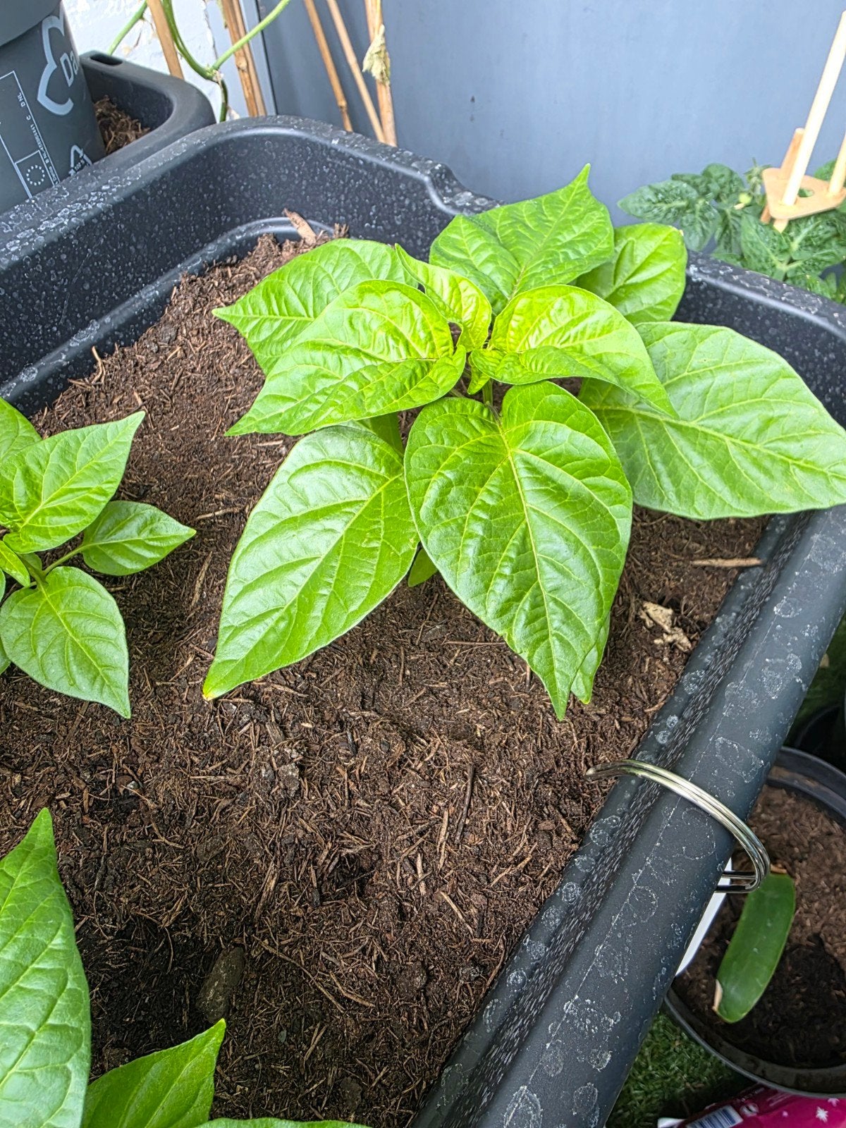 adjuma peper plant, Tuin en Terras, Ophalen, Volle zon, Groenteplanten, Eenjarig