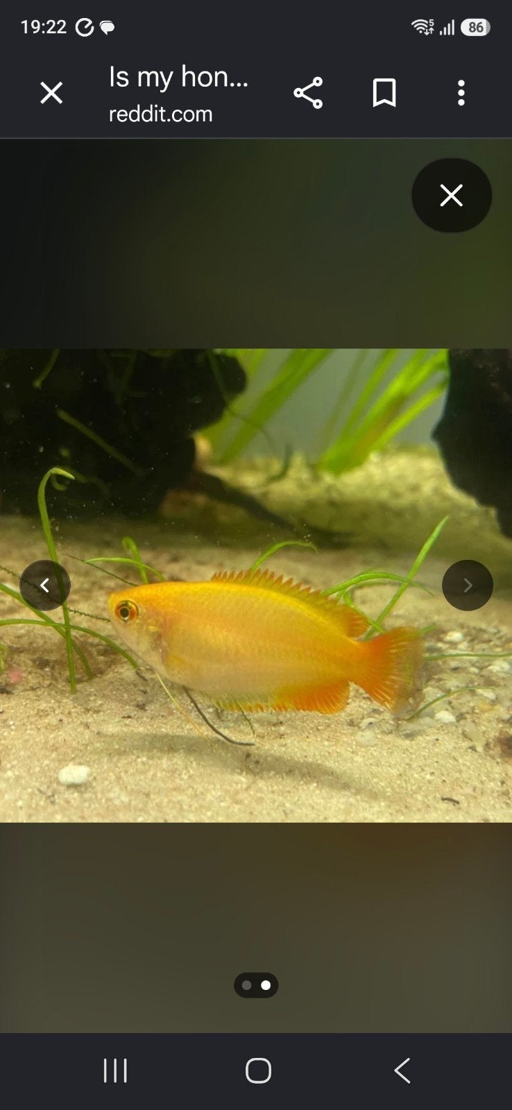 chuna honing goerami, Dieren en Toebehoren, Vis