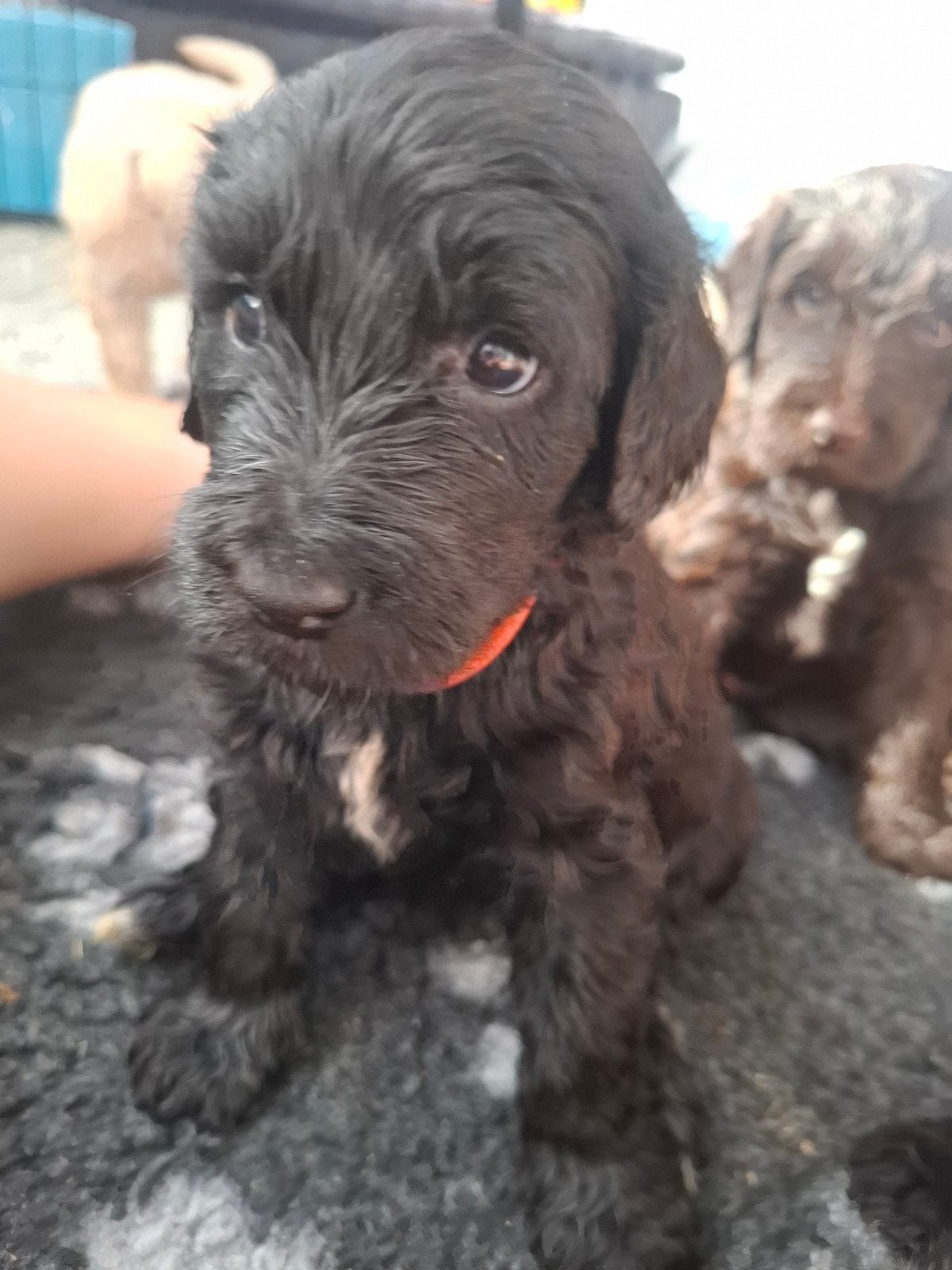 Prachtige multigen Labradoodle pups (6 weken oud), 8 tot 15 weken, Meerdere, Meerdere dieren, Nederland
