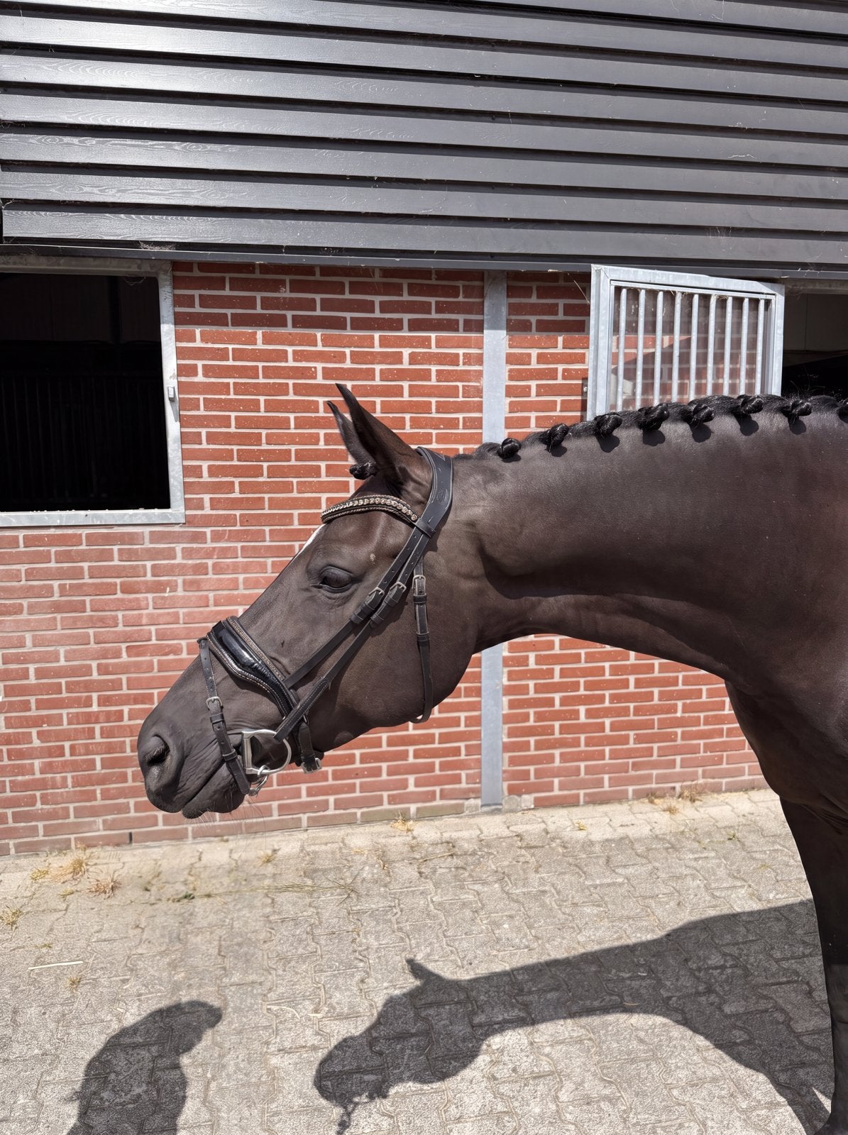 Lieve werkwillige 7 jarige merrie | Desperado x Gibraldi, Merrie, Met stamboom, Dressuurpaard, L