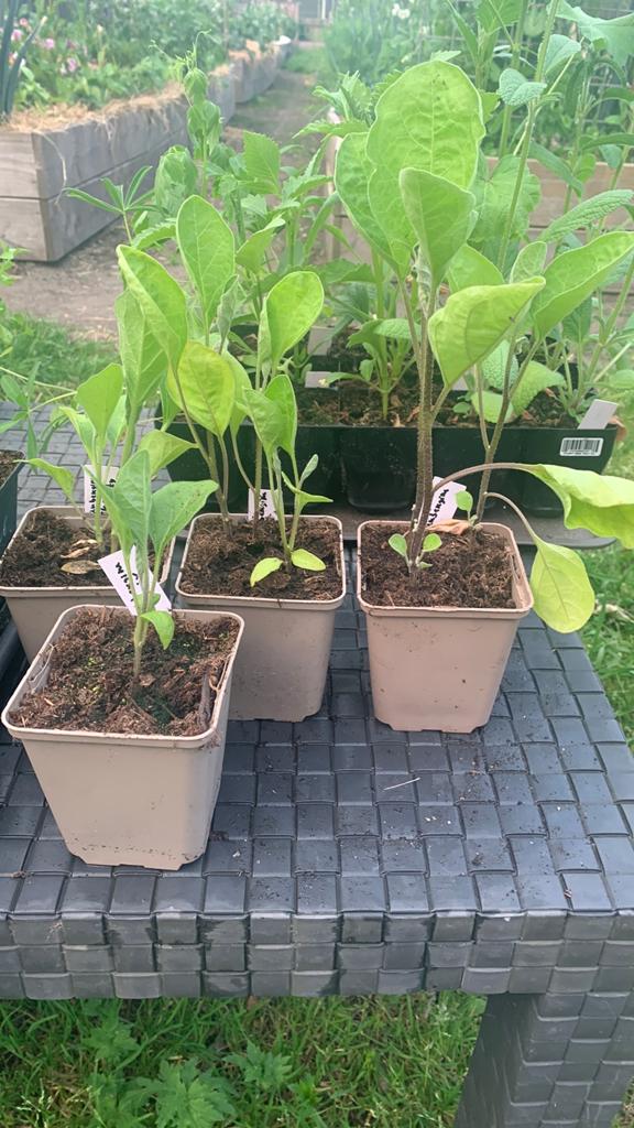 Aubergine planten, Ophalen, Groenteplanten, Volle zon