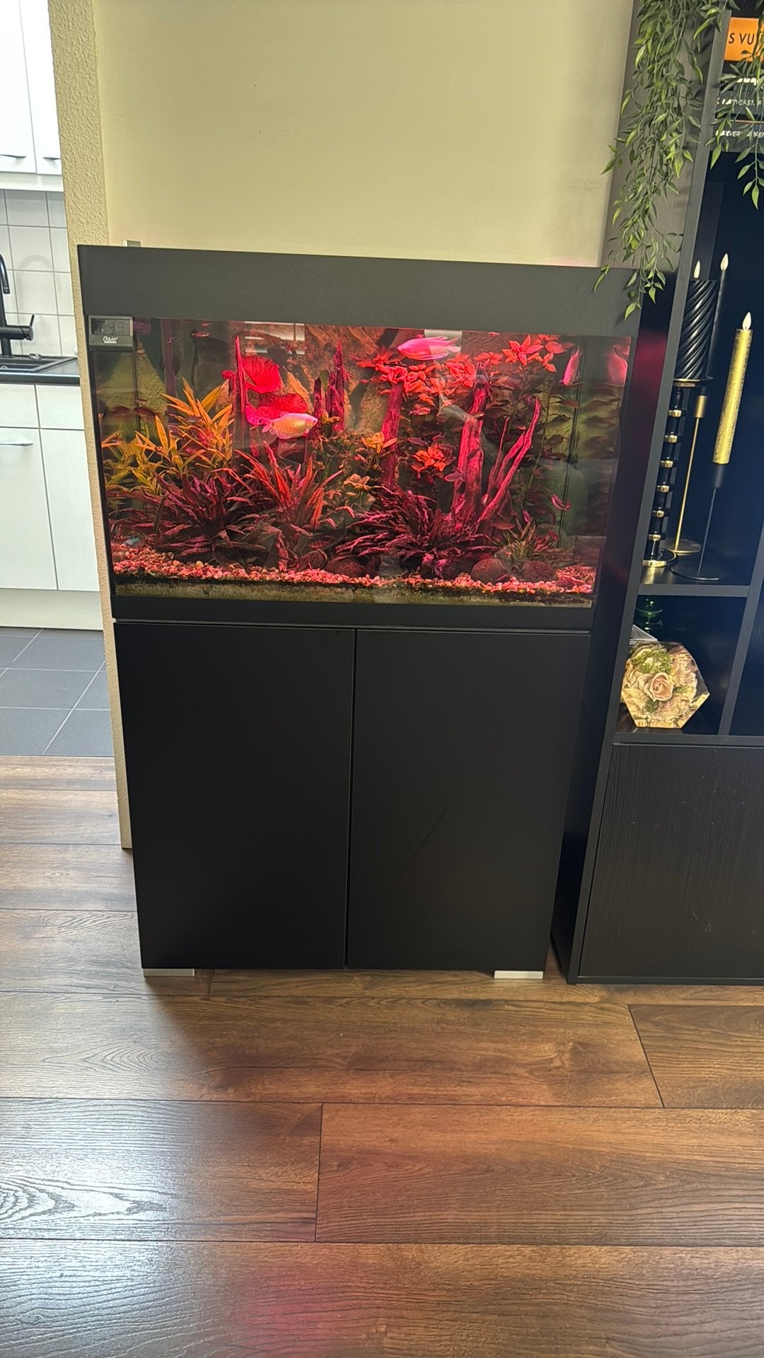 Compleet aquarium met planten en vissen., Ophalen, Gebruikt, Oase, Gevuld zoetwateraquarium
