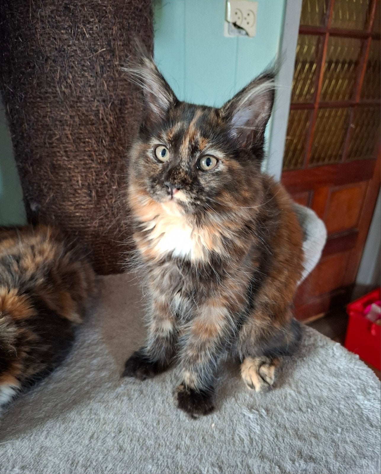 Mooie, lieve Maine Coon kittens, Meerdere dieren, Met stamboom, 0 tot 2 jaar