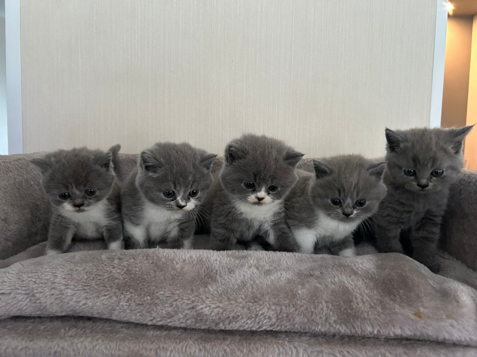 brits/britse korthaar kittens, Dieren en Toebehoren, Katten en Kittens | Raskatten | Korthaar, Meerdere dieren, Ingeënt