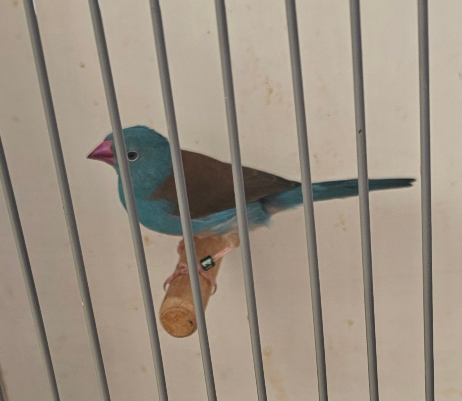 blauwkop blauwfazantje man, Mannelijk