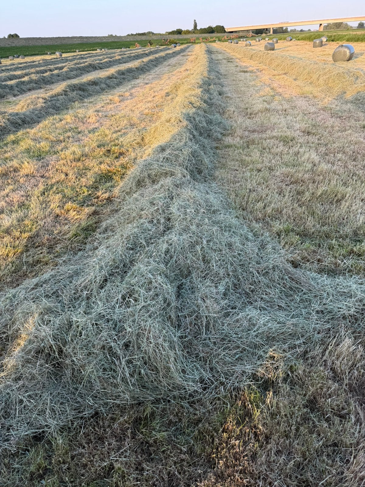 Mini rollen hooi te koop, Dieren en Toebehoren, Ophalen, Vee