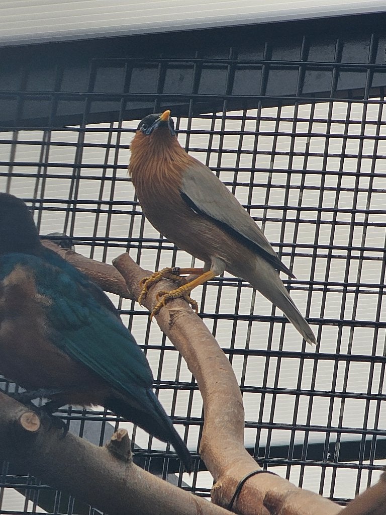 Pagodespreeuw | Volwassen/Jong | Met DNA, Meerdere dieren, Wildzangvogel, Geringd