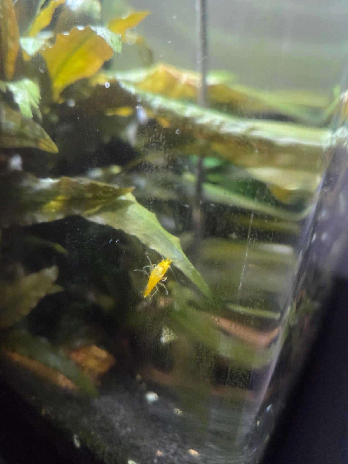 Nano Dennerle aquarium garnalen visjes, Vis