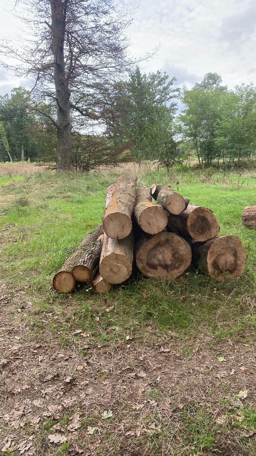 Te koop stammen eik/beuk/tamme kastanje, Ophalen