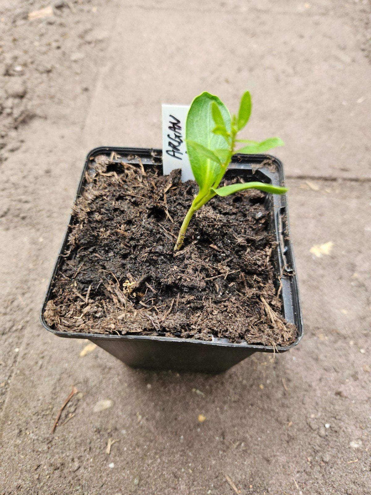 Te koop zaailingen Argan boom Marokko, Ophalen of Verzenden, Overige soorten, Volle zon