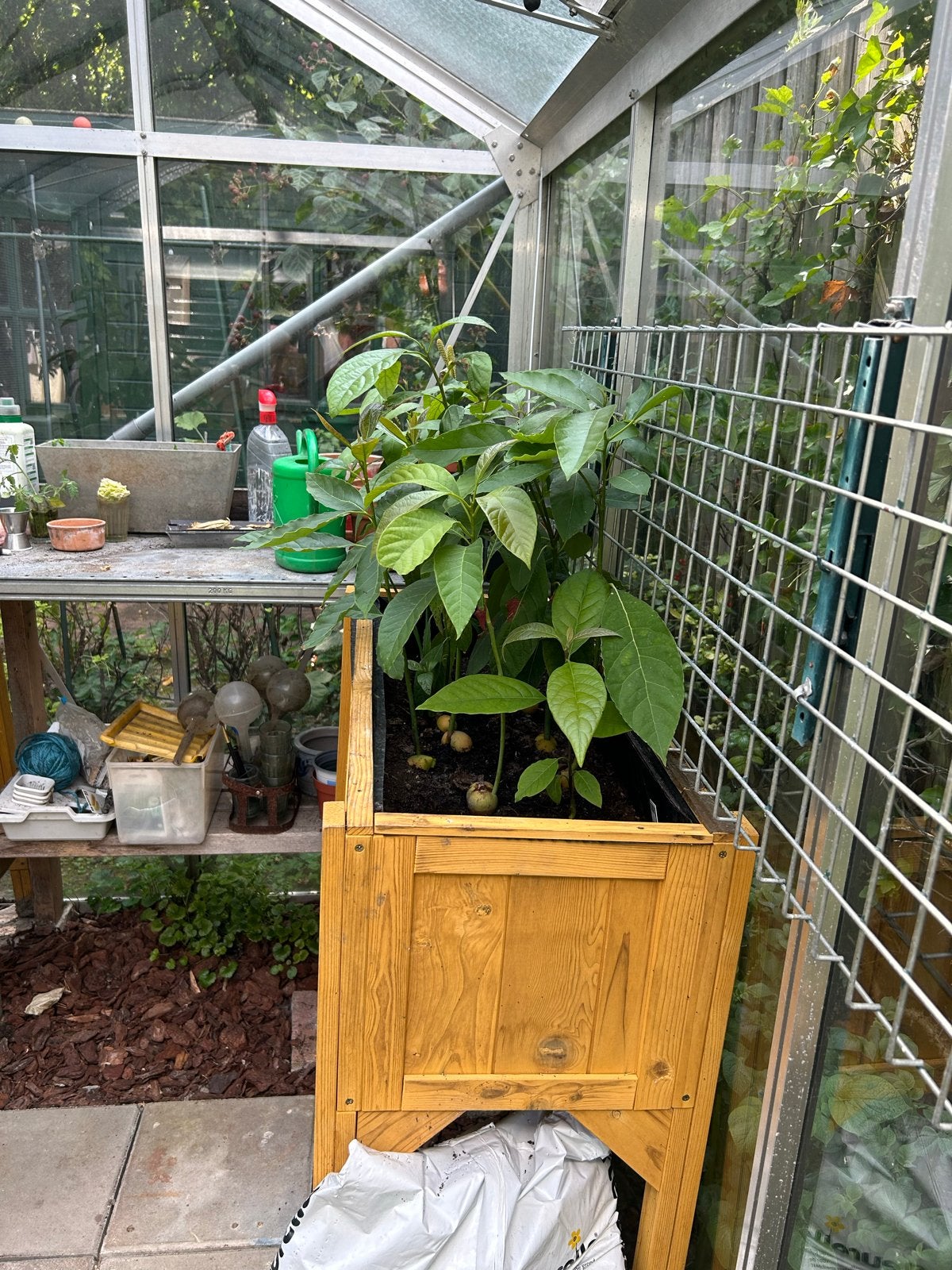 Mooie avocado planten van diverse grootte, Ophalen, Volle zon, Vaste plant, Bloeit niet
