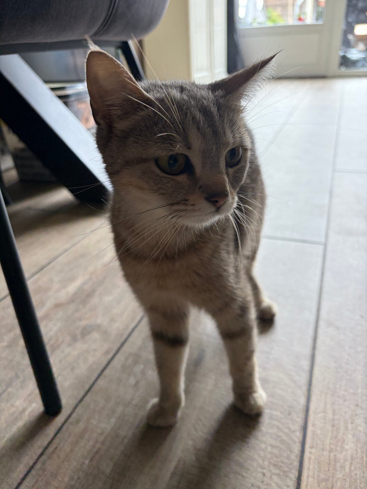 Kat zoekt een goed en liefdevol huisje, Poes, Kortharig, 0 tot 2 jaar