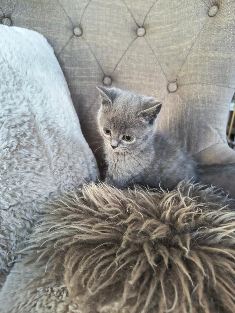 Grijs Brits korthaar poesje 8 weken, Poes, Ontwormd