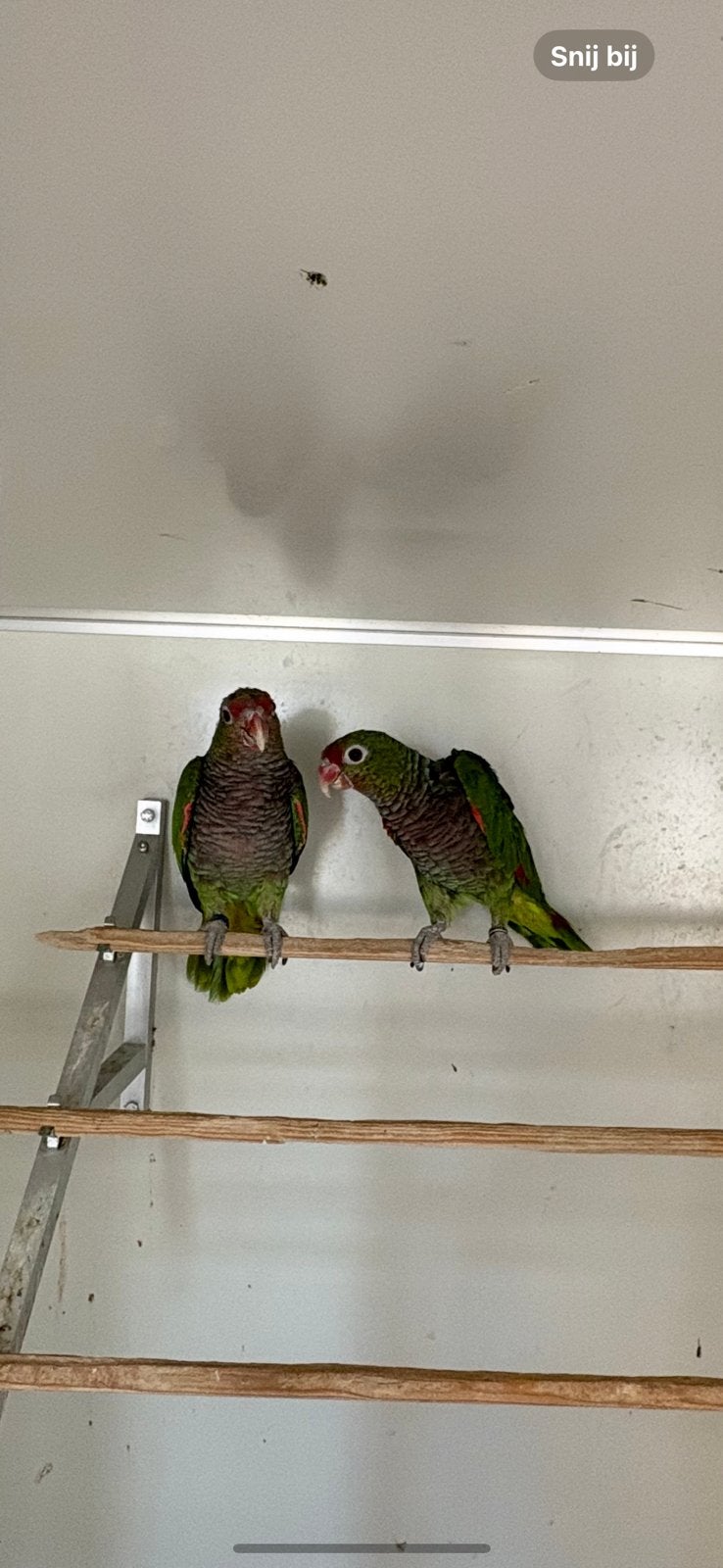 Broedrijp koppel wijnborst amazones, Meerdere dieren, Papegaai, Pratend