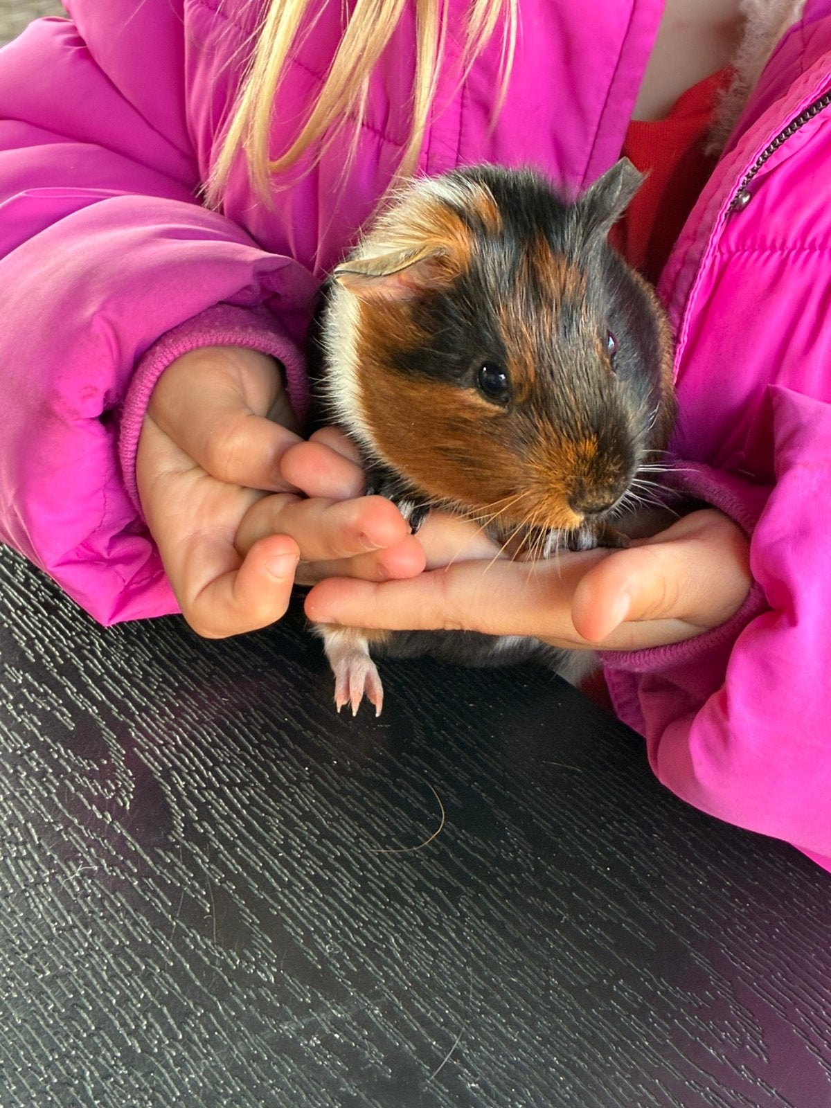 2 cavia’s inclusief hok en eten etc, Cavia, Mannelijk, Tam, September