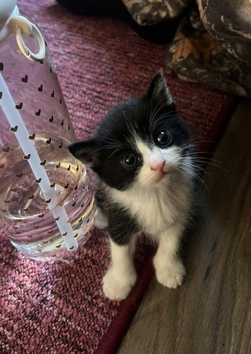 Kittens half brits, Meerdere dieren, Ontwormd, 0 tot 2 jaar