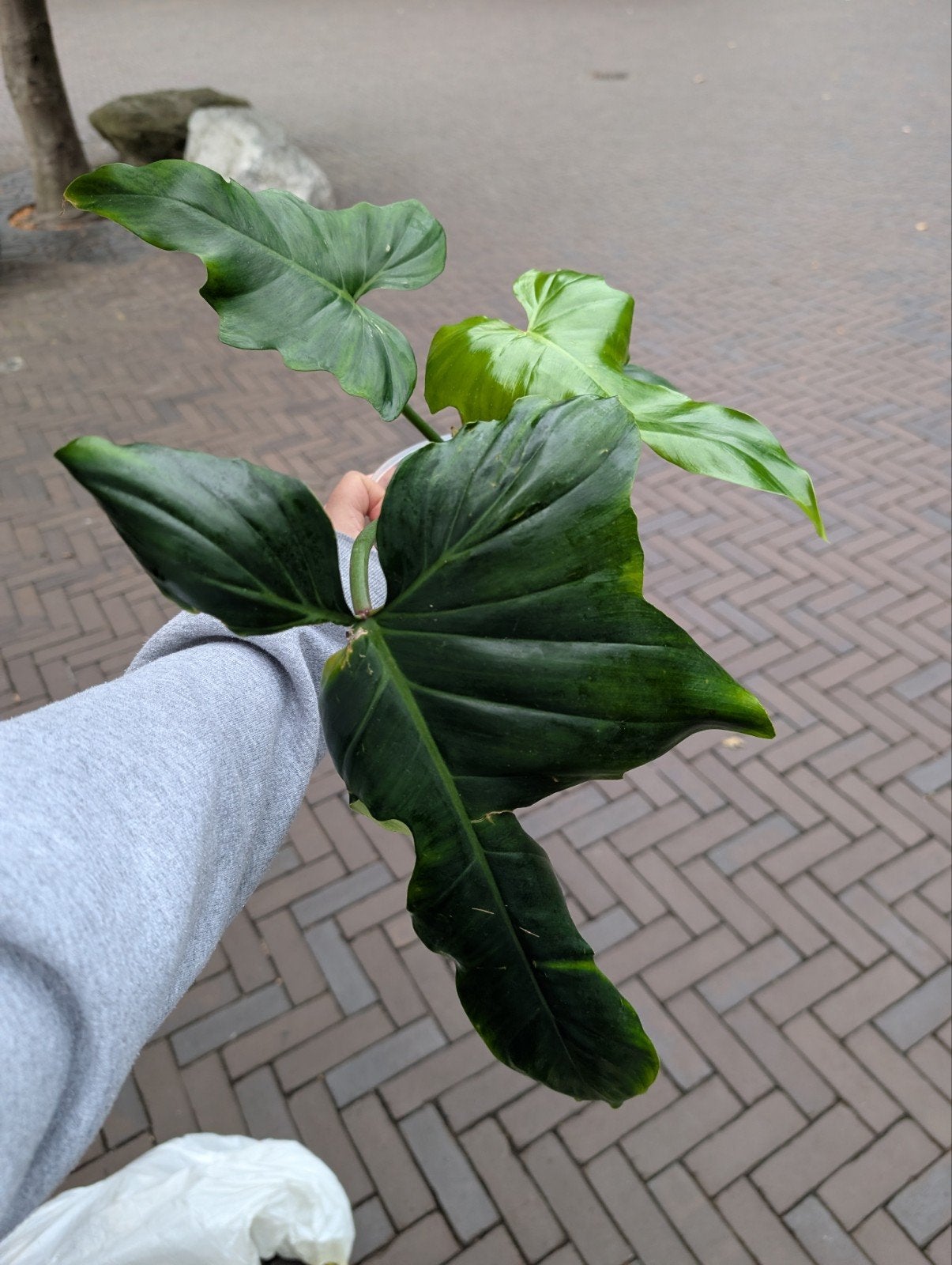 Philodendron Green Dragon, Huis en Inrichting, Kamerplanten, Ophalen of Verzenden, Halfschaduw, Minder dan 100 cm