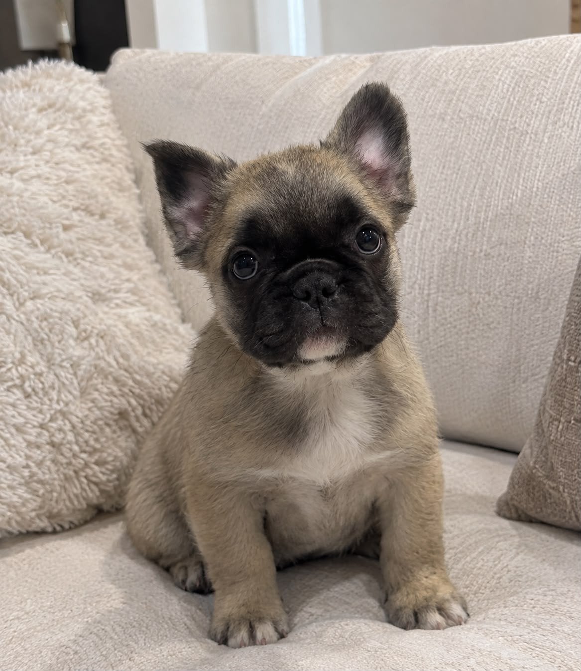 Franse bulldog fluffy pup, Dieren en Toebehoren, Overige rassen, 8 tot 15 weken, Teef, Eén hond