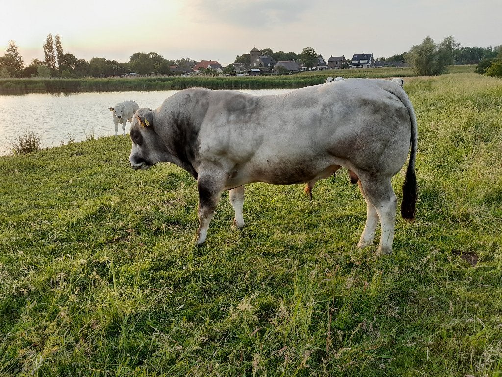 Piemontese dekstier, Dieren en Toebehoren, Runderen, Mannelijk