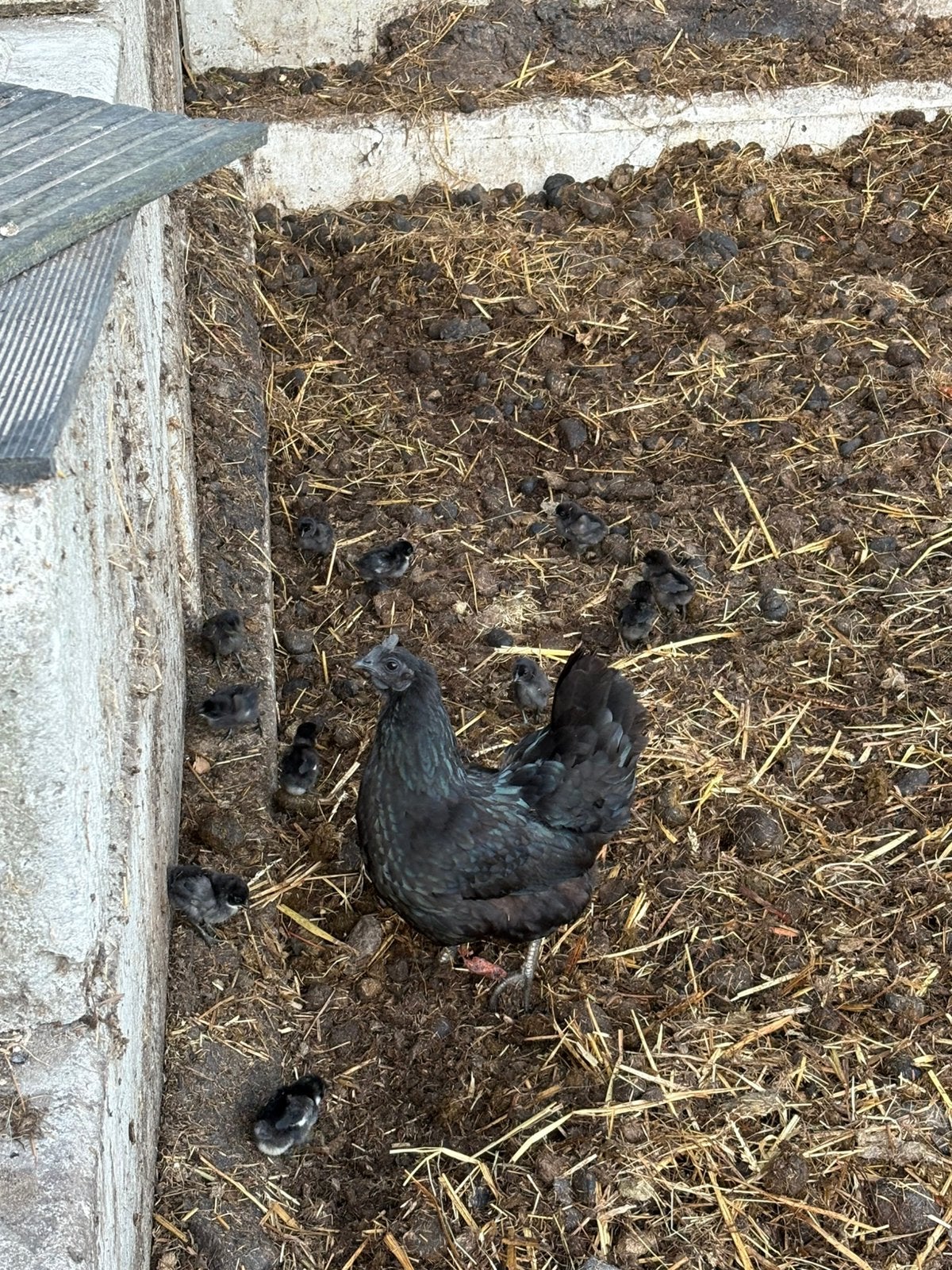 Ayam Cemani hen met 7 kuikens te koop, Dieren en Toebehoren, Pluimvee, Meerdere dieren, Kip