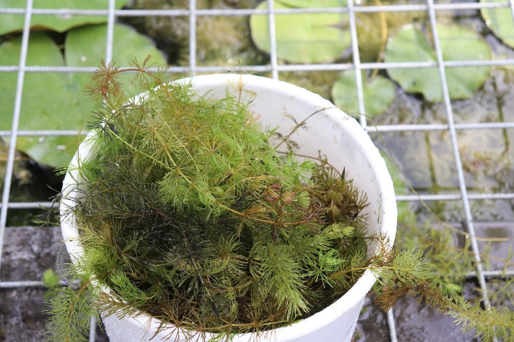vijverplanten hoornblad, Tuin en Terras, Vijvers, Ophalen, Nieuw