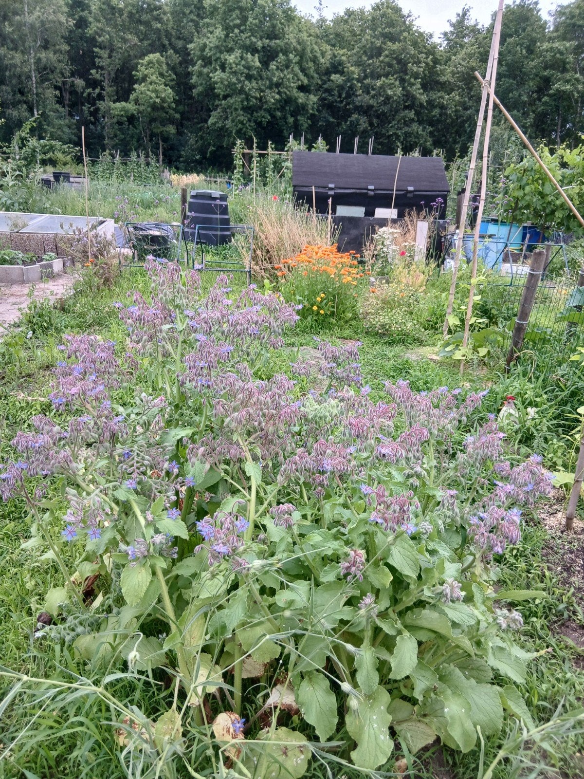 Hulp gezocht voor moestuin ter overname in Zwolle, Tuin en Terras, Ophalen, Overige soorten, Volle zon