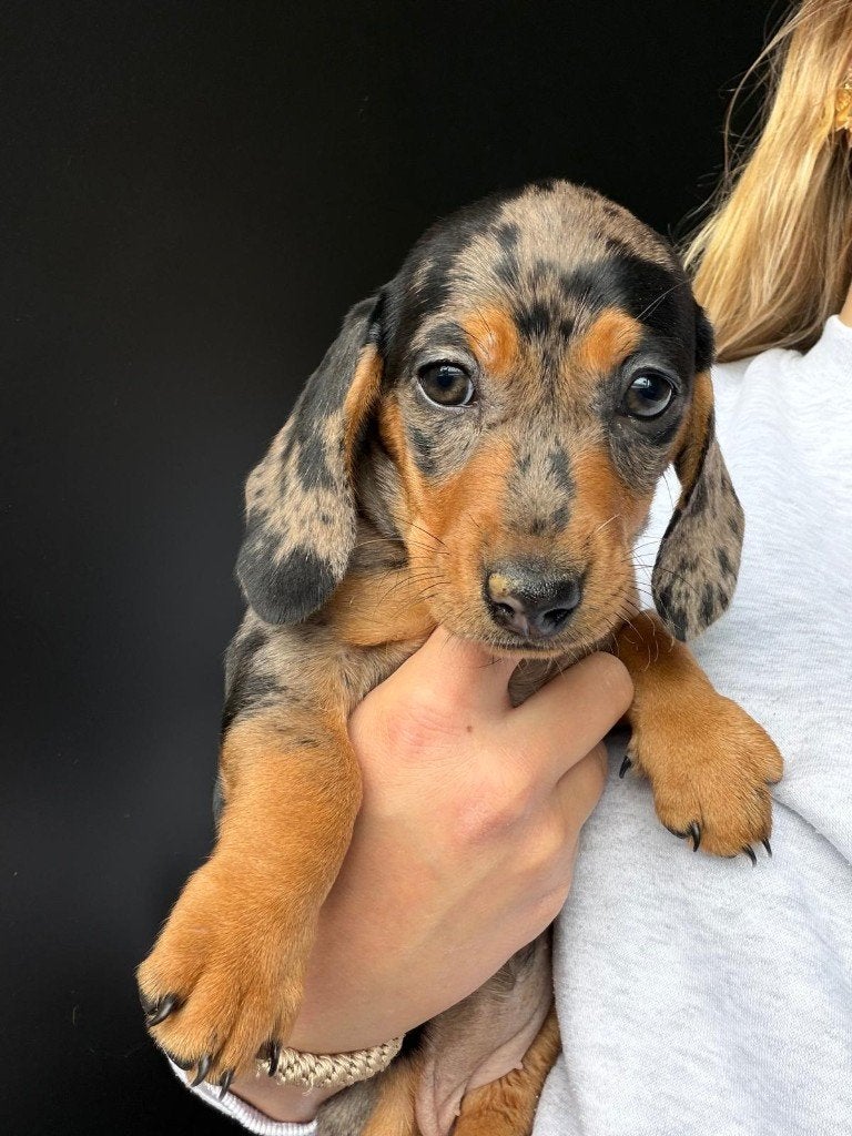 Nestje dwerg teckels korthaar merle , choco, Parvo, België, Particulier, 8 tot 15 weken