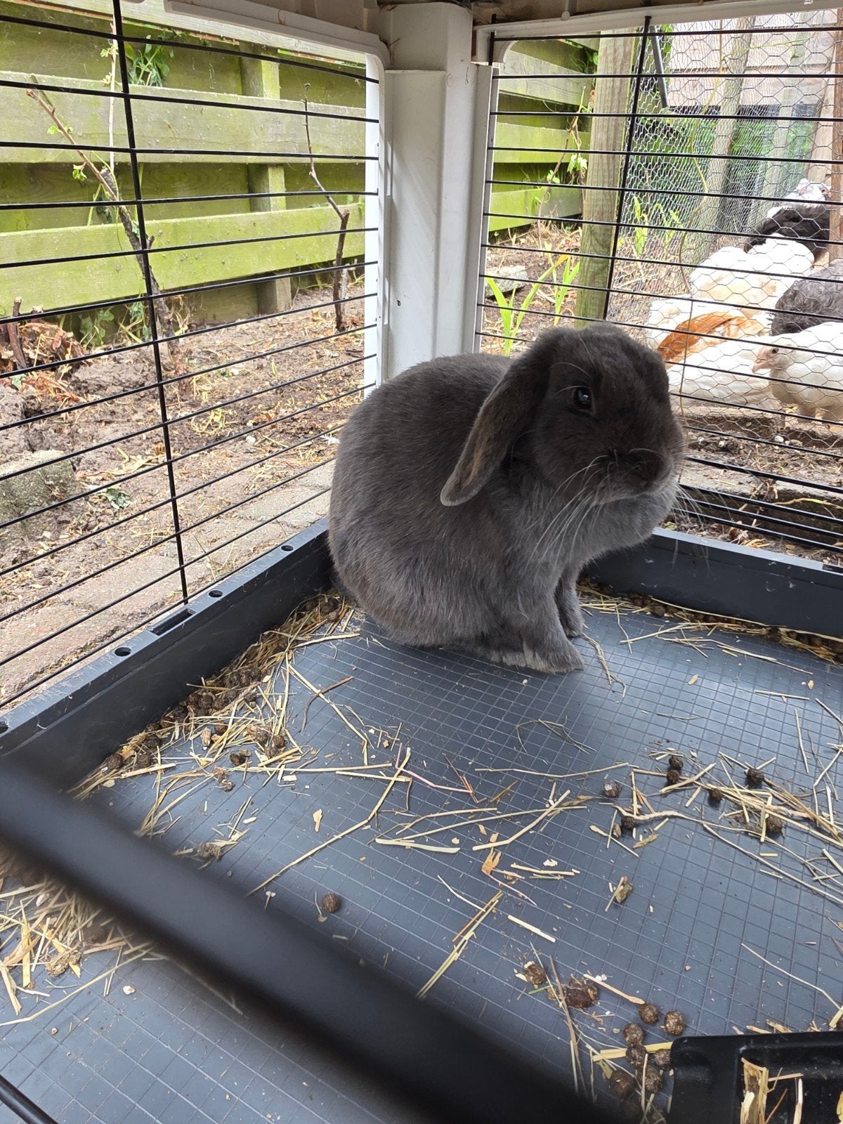 2 dwerg konijntjes met hok, Vrouwelijk, Dwerg