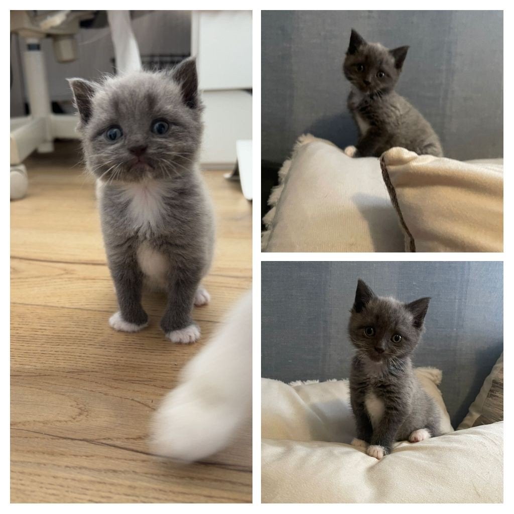 Prachtige kittens te koop, Dieren en Toebehoren, Katten en Kittens | Overige Katten, Meerdere dieren
