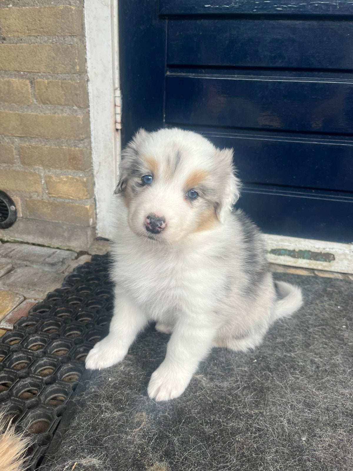 Australian shepherd pups, Reu, Meerdere, Middel, Nederland