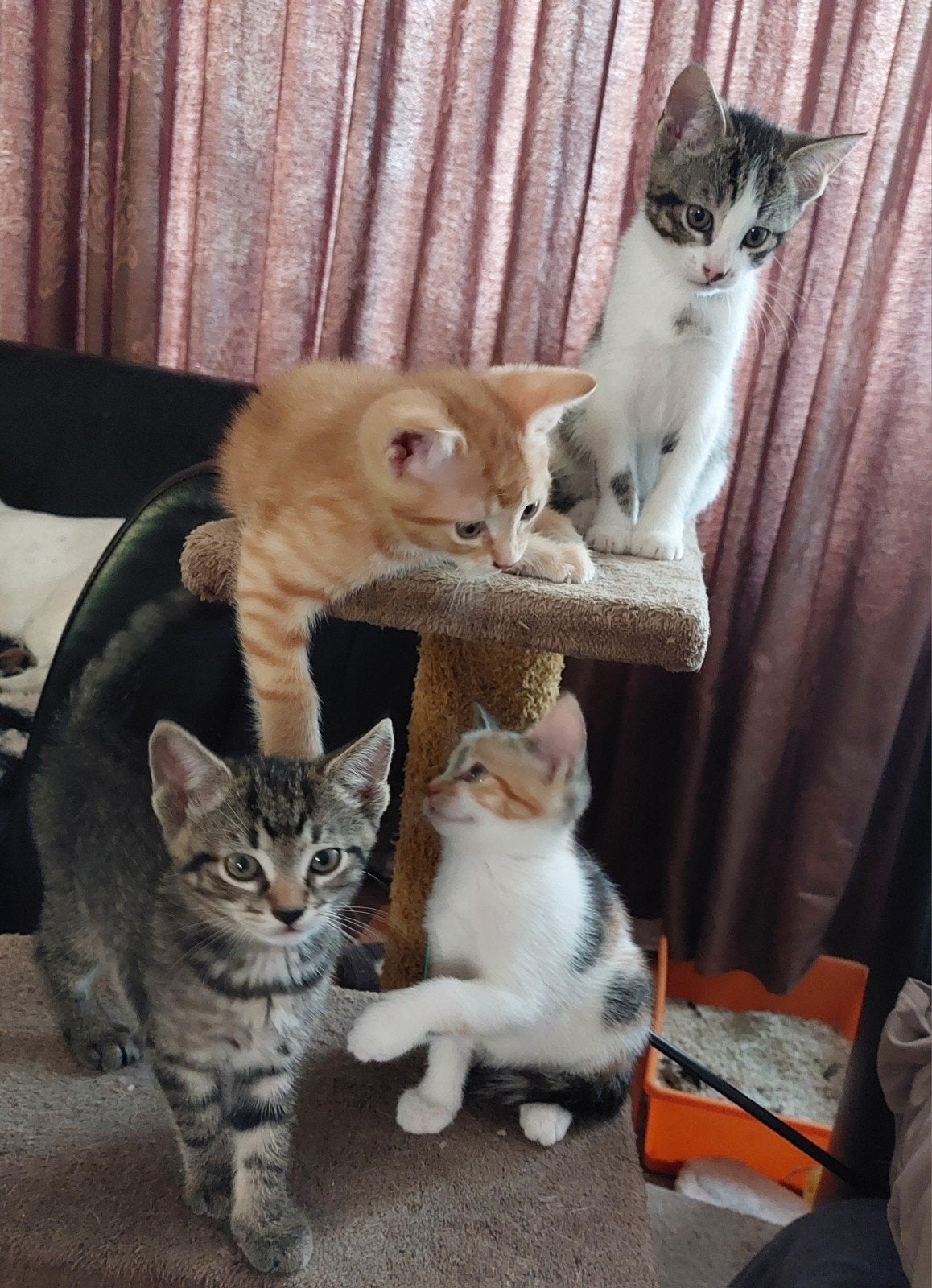 4 kittens, 1 lapjes poesje en 3 katertjes, 8 weken oud