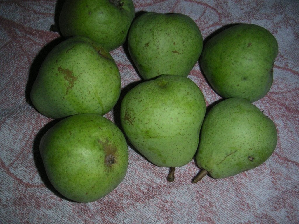 stoofperen,Saint Romy,€1.00 per KG., Diversen, Levensmiddelen, Ophalen