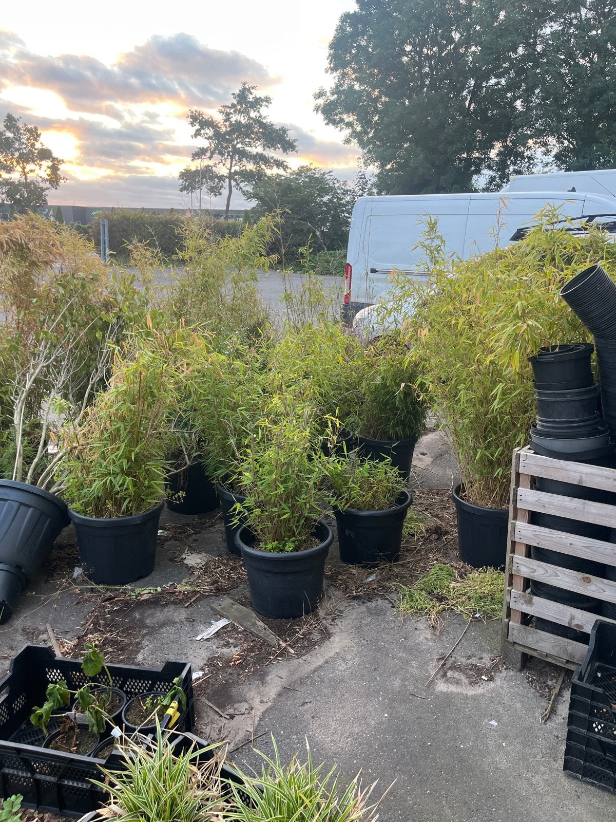 Gratis af te halen bamboe in Boskoop, Tuin en Terras, Planten | Tuinplanten, Vaste plant, Siergrassen, Ophalen of Verzenden, Bloeit niet