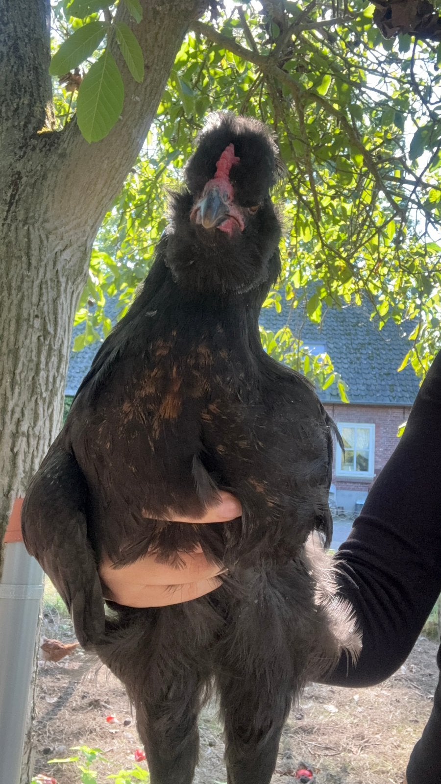 Stoere jonge araucana haan, Mannelijk, Kip