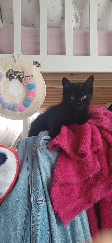 Britse korthaar kruising (meisje), Dieren en Toebehoren, Katten en Kittens | Raskatten | Korthaar, Poes, Ontwormd, 0 tot 2 jaar