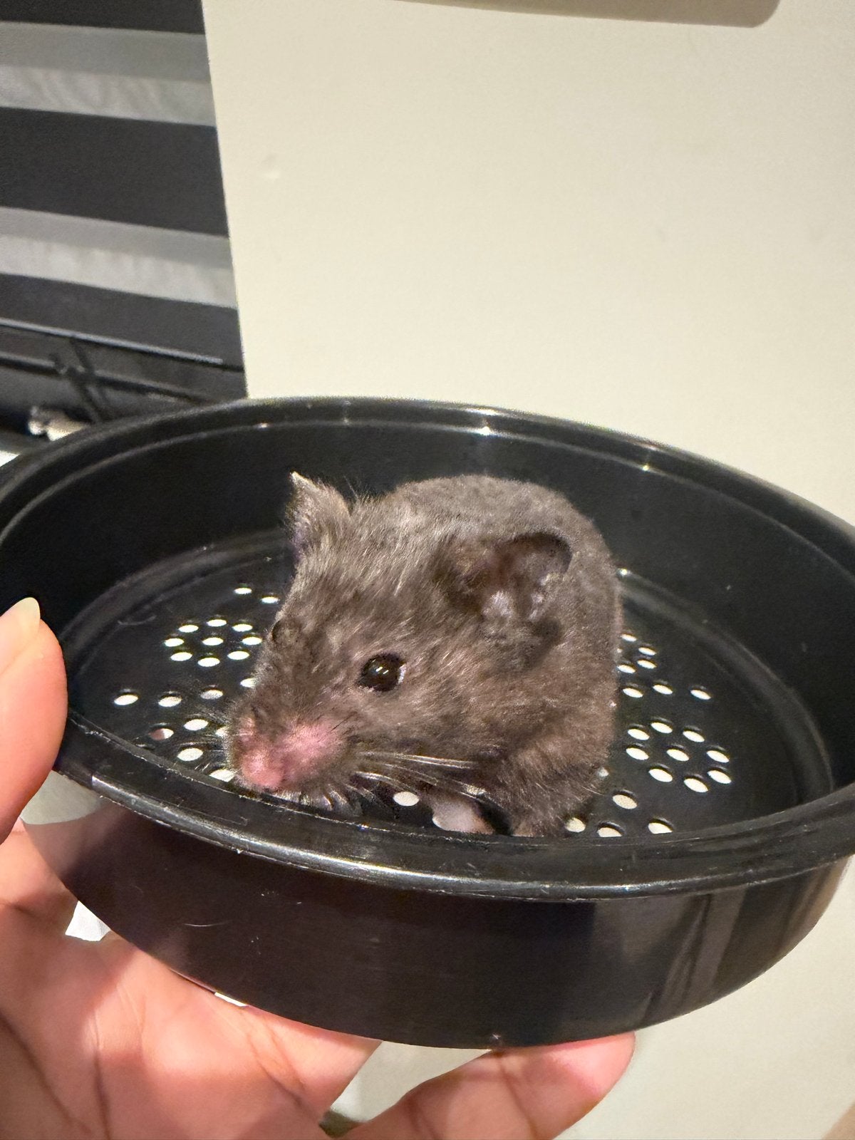 Twee lieve hamsters zoeken een nieuw thuis, Dieren en Toebehoren, Hamster, Juli, Meerdere dieren, Tam