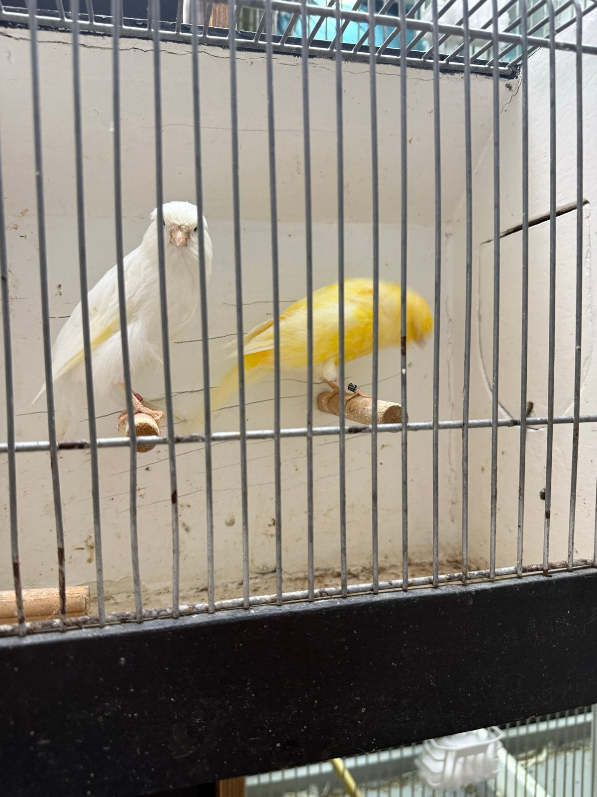 Te koop kanaries, Meerdere dieren, Kleurkanarie