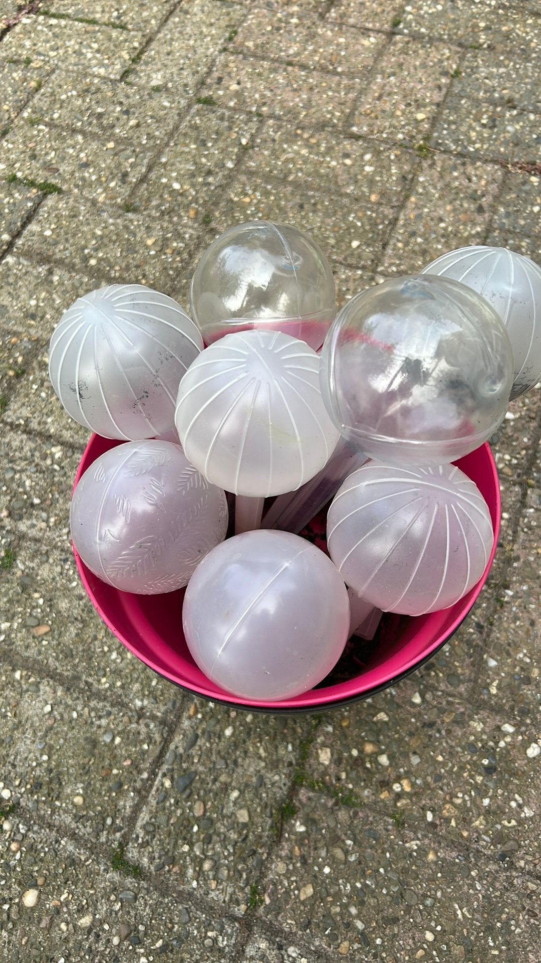 Waterballen, Tuin en Terras, Planten | Tuinplanten, Ophalen, Overige soorten, Volle zon
