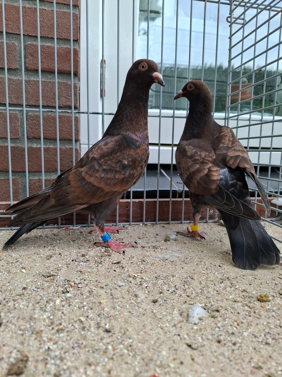 Nestkoppel kite/brons kleurpostduiven, Meerdere dieren