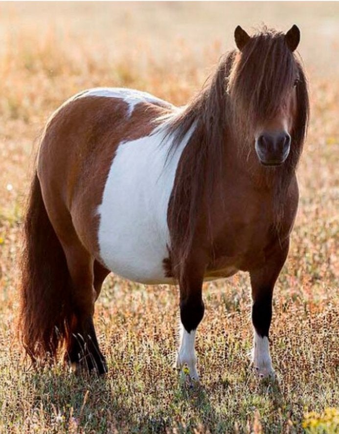 Gezocht shetlander ponys