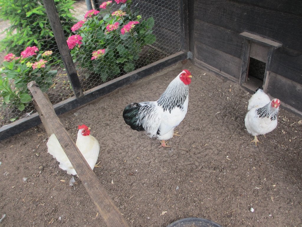 Haan, Dieren en Toebehoren, Mannelijk, Kip
