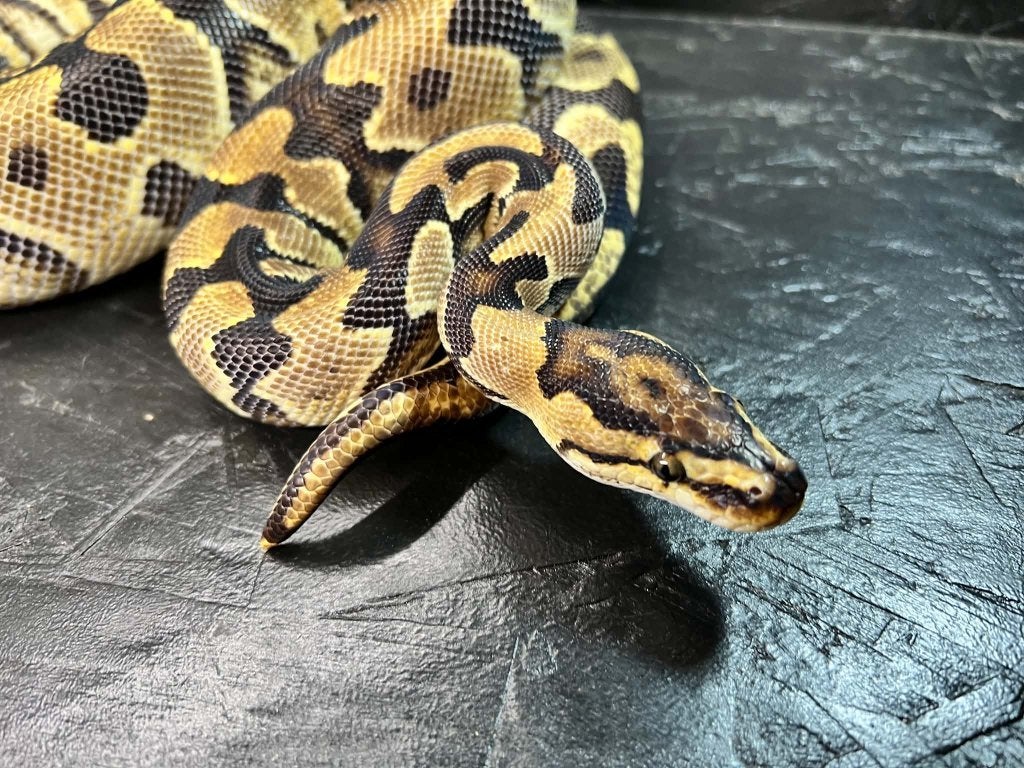 Ball python 0.1 YB fire Cryptic ( Snake day Houten) Ball Python photo 2
