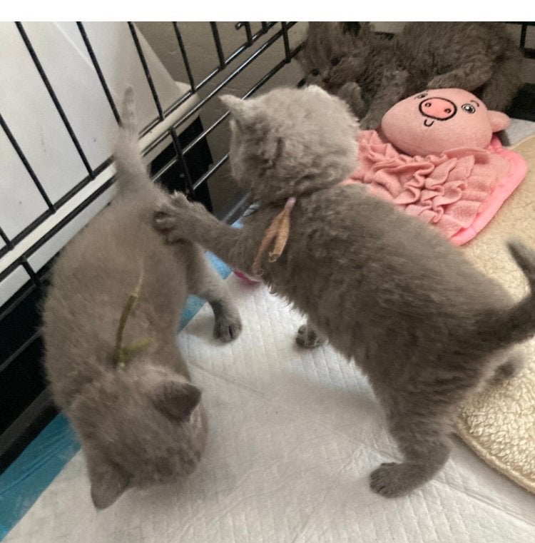 Super schattige Brits Korthaar kittens (met STAMBOOM), Dieren en Toebehoren, Meerdere dieren, Met stamboom, 0 tot 2 jaar