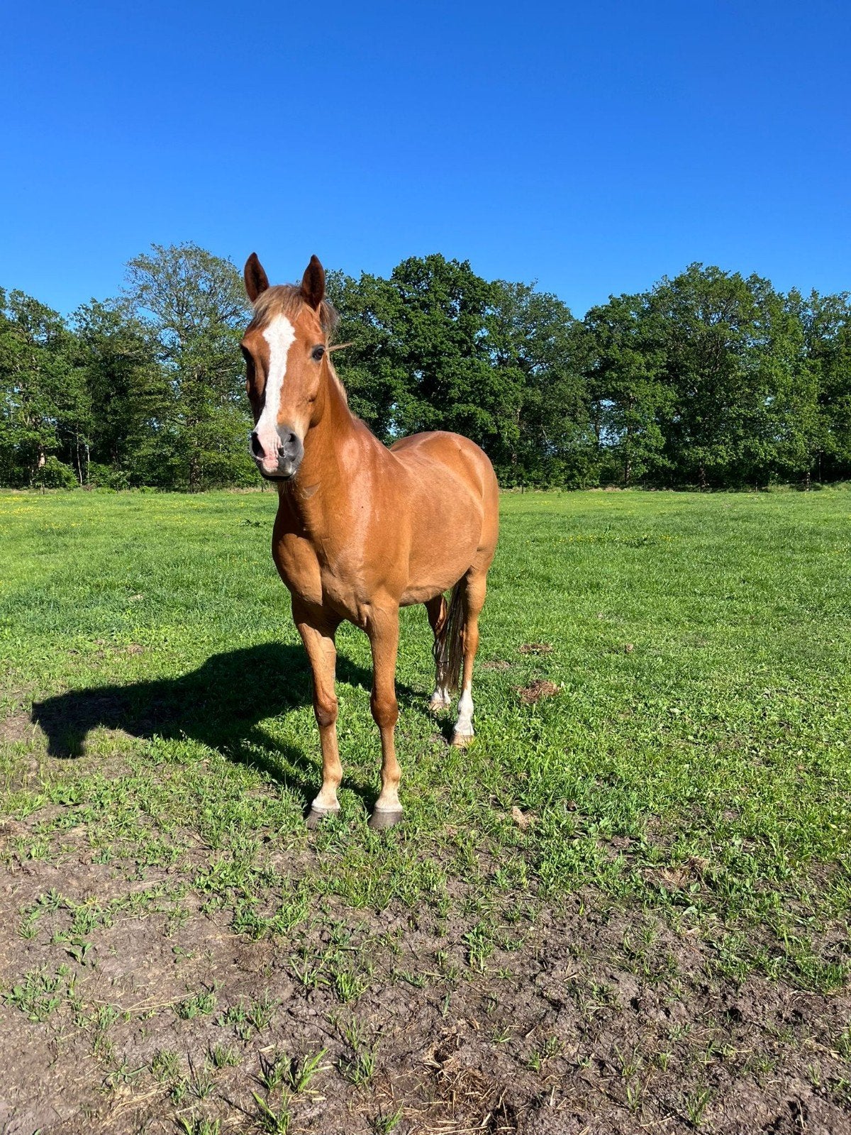 leuke familie pony. betuigd en bereden, Ruin, L, Gechipt, 11 jaar of ouder