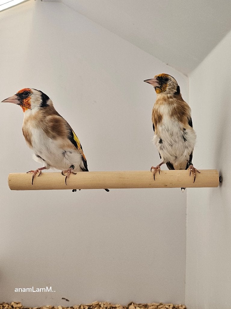 Majoorputter | Wildkleur | 2025, Dieren en Toebehoren, Meerdere dieren, Wildzangvogel, Geringd