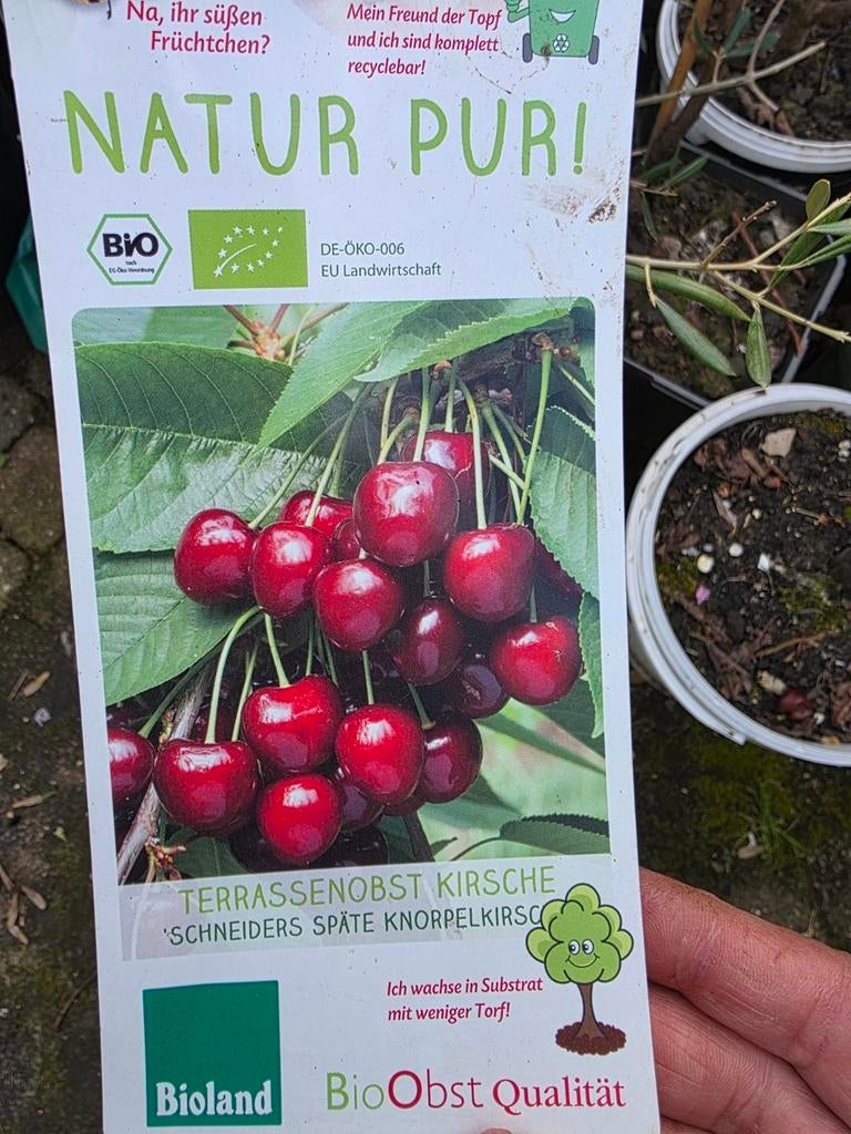 kersenboom, Ophalen