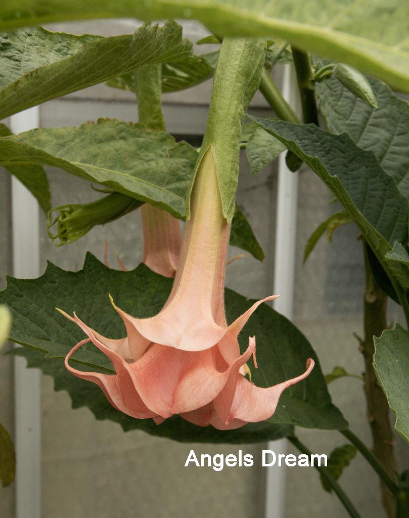 Heel veel soorten Brugmansia stekken te koop, Overige soorten, Volle zon, Eenjarig, Ophalen of Verzenden