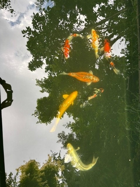 koi vijver en toebehoren + koi, Tuin en Terras, Vijver-toebehoren, Gebruikt, Overige typen, Ophalen